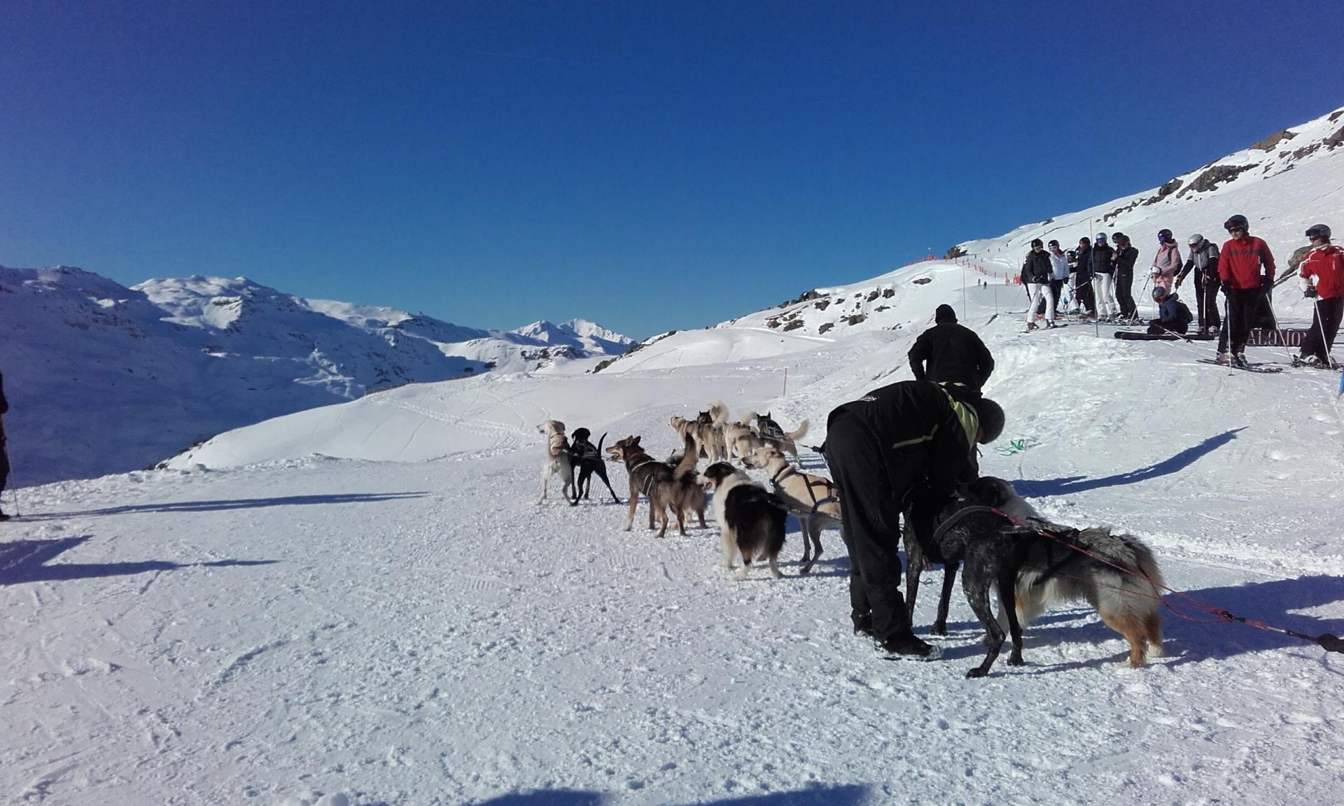 chien traineau (1)