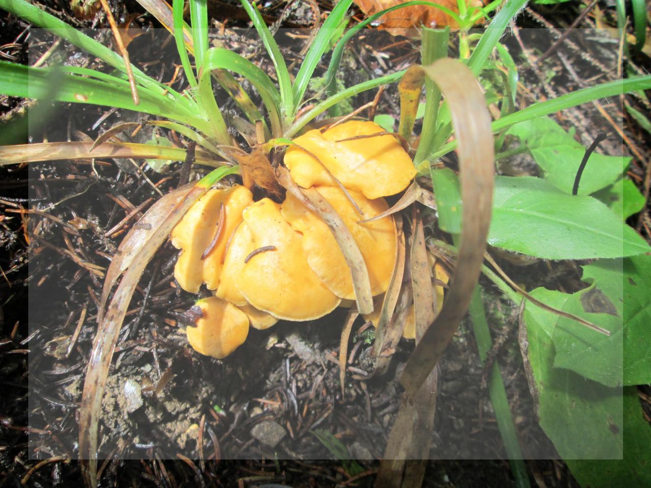 Girolles