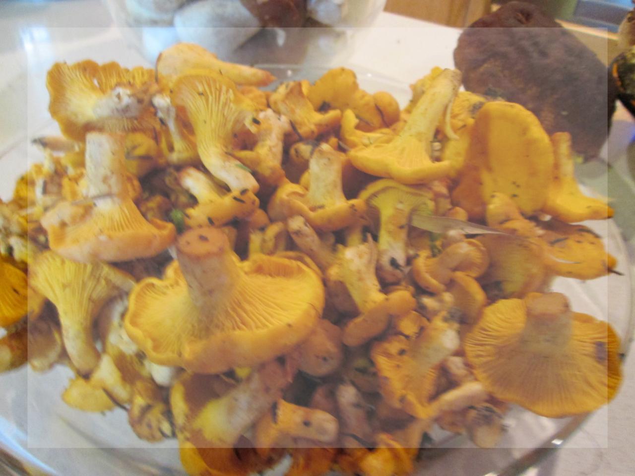 Récolte de girolles